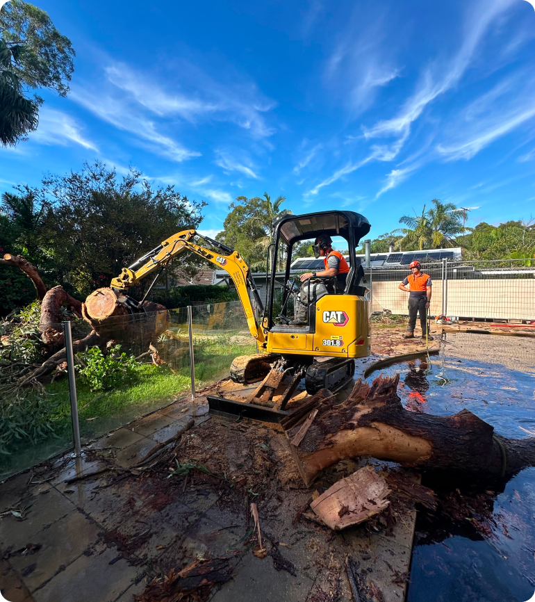 Tree Removal Asquith