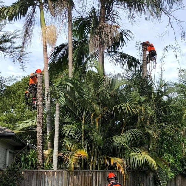 Northern Beaches Tree Services