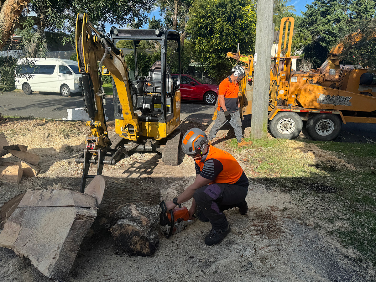 Tree Maintenance Services | Contact Us Today