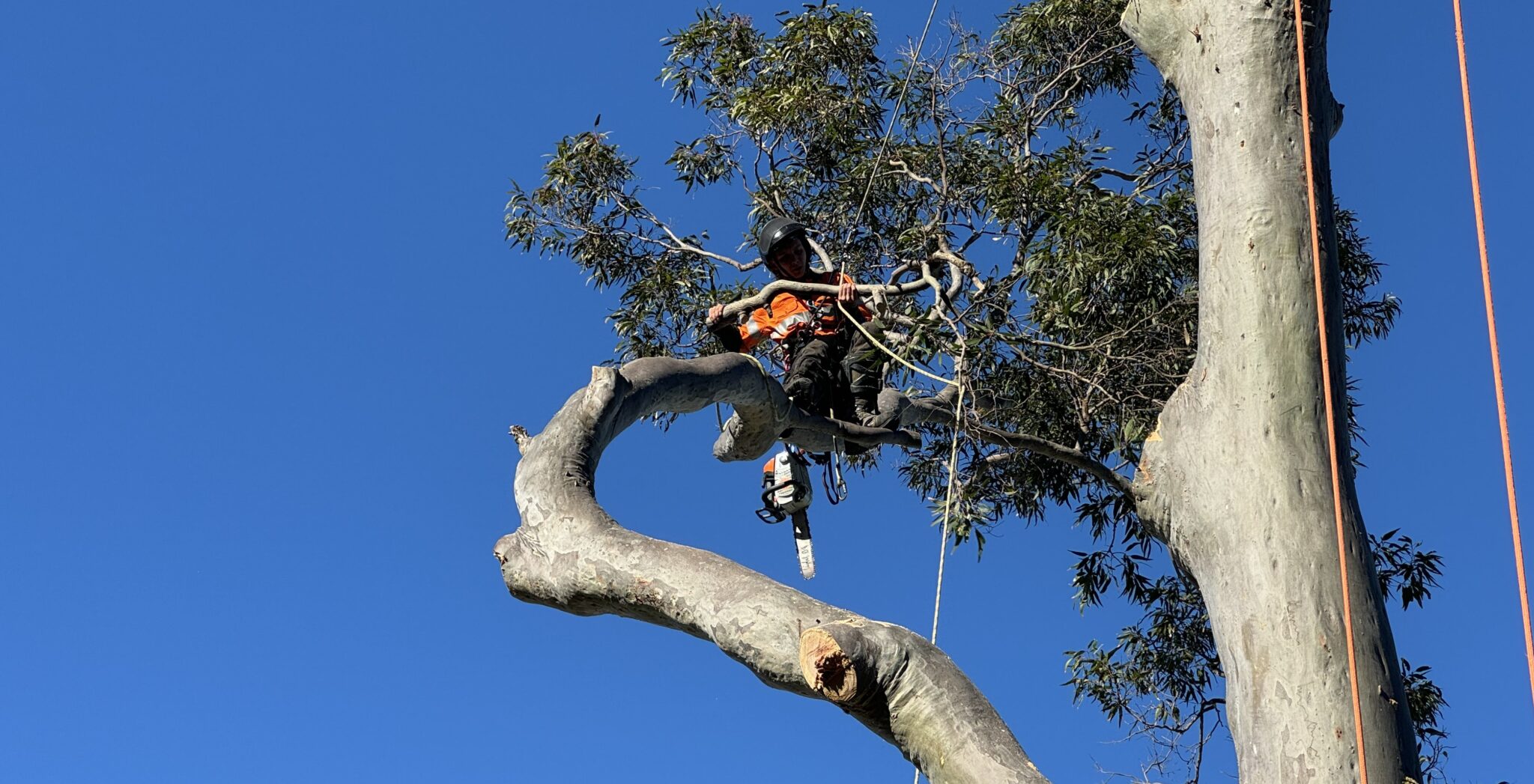 NSW Tree Removal Laws: What You Need to Know