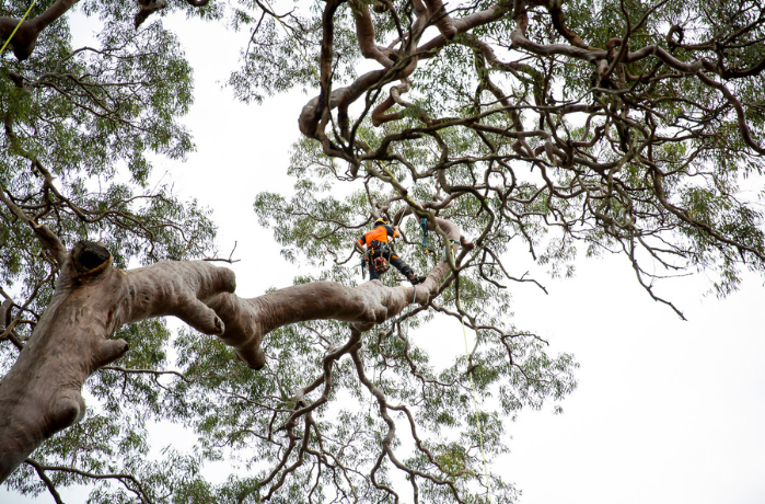 Hiring Tree Removal Service