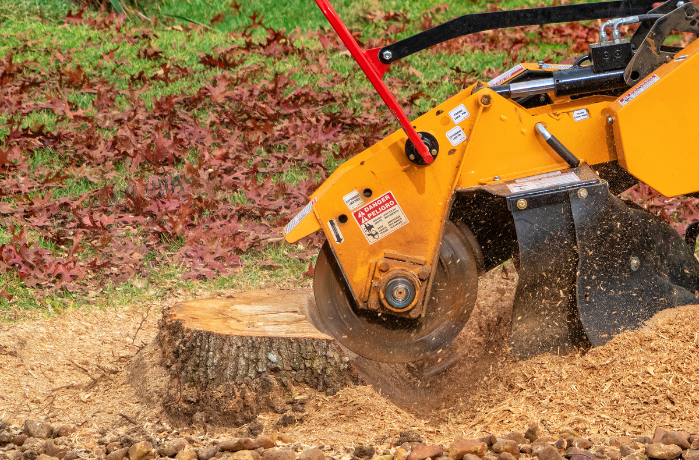 Tree Root Removal