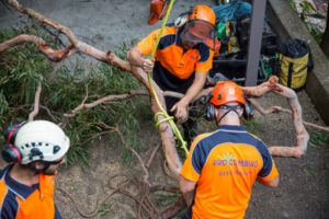 Fallen Tree Removal