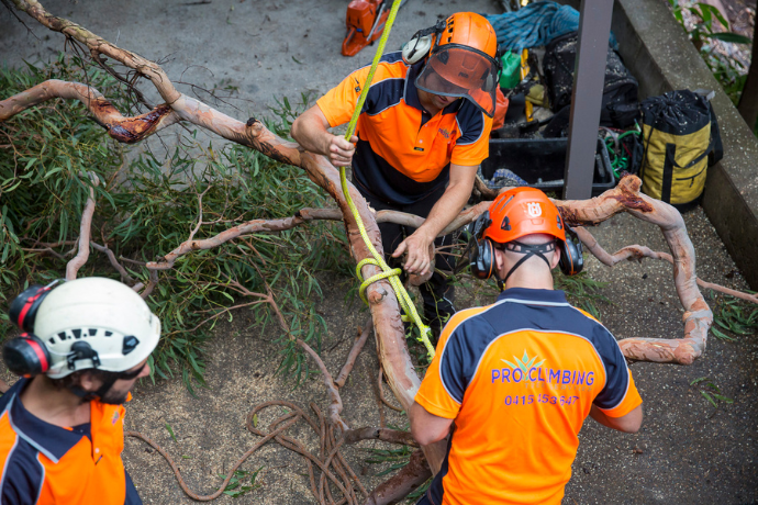 Fallen Tree Removal