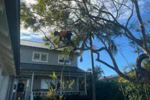 Tree Trimming