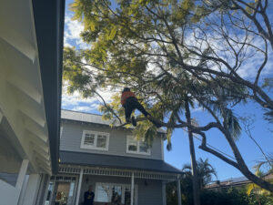 Overhanging Trees