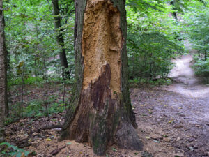 Rotting Tree