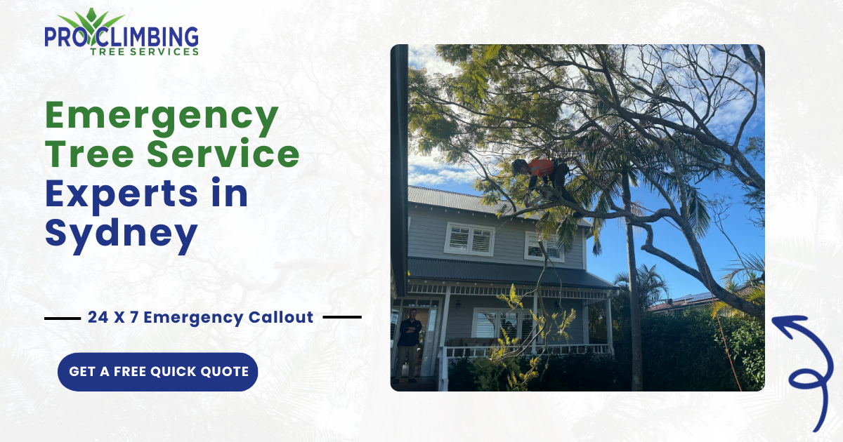 24/7 Emergency Tree Services in Sydney | Pro Climbing | Free Quote