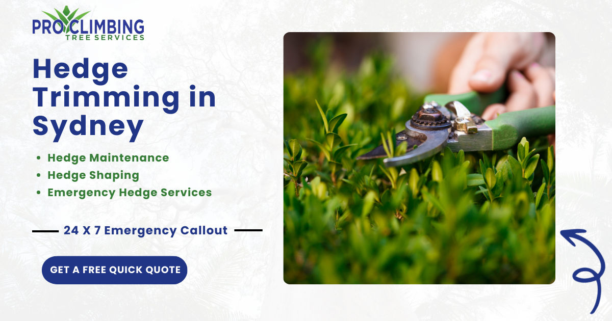 Professional Hedge Trimming in Sydney | Shaping & Pruning
