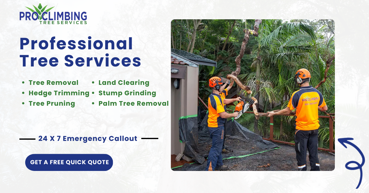 Tree Removal Northern Beaches, Sydney by Pro Climbing Services | Tree ...