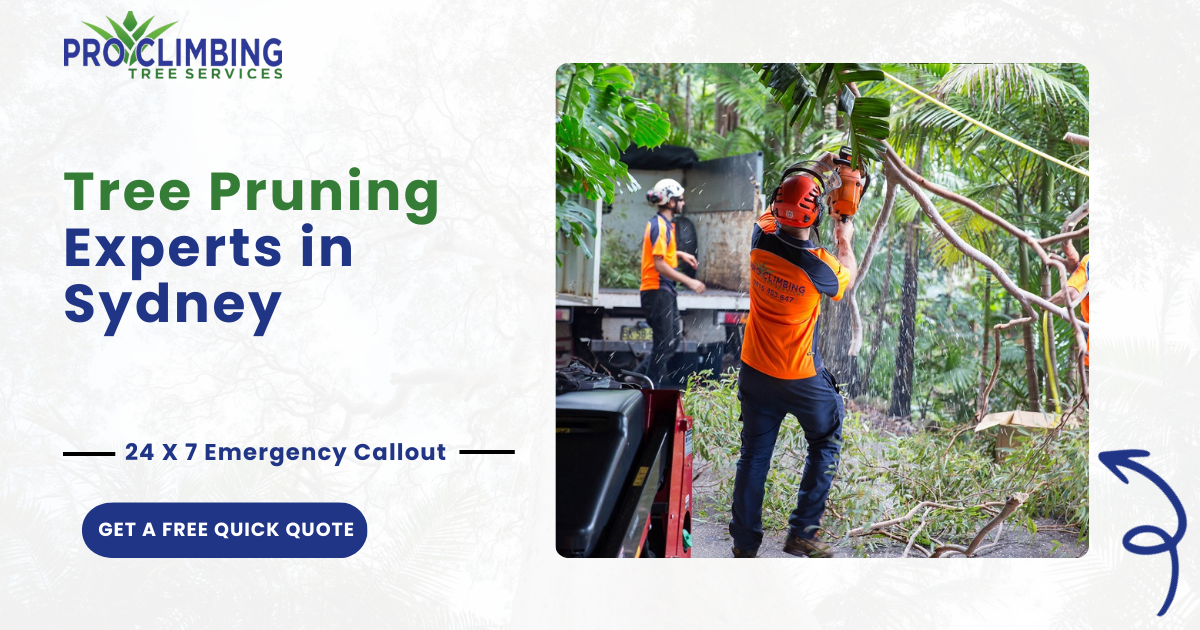 Tree Pruning Sydney | Tree Cutting, Trimming & Thinning