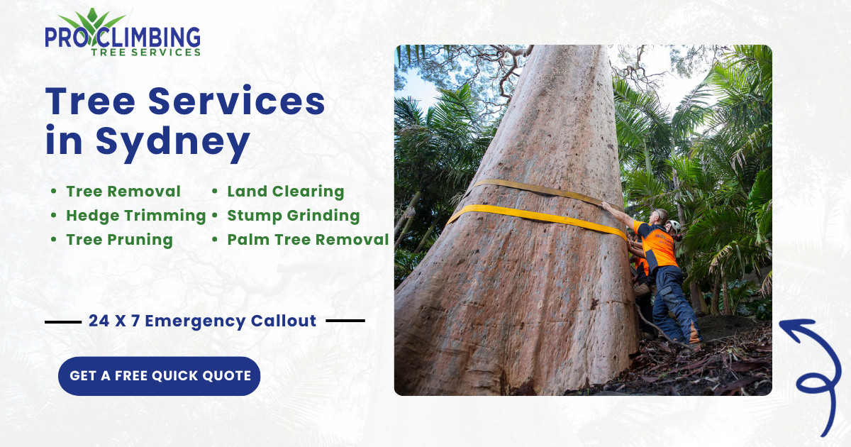 Tree Services Sydney | Arborists, Removal & Pruning Experts