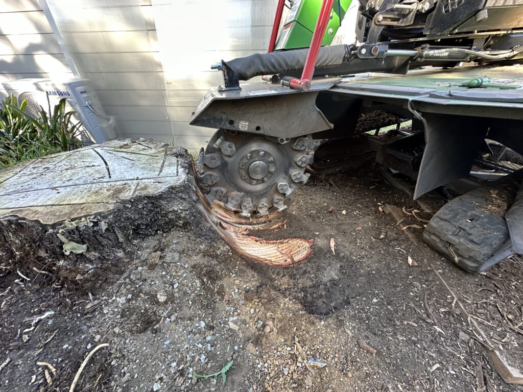 stump grinding sydney - what to expect