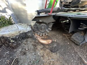 stump grinding sydney - what to expect
