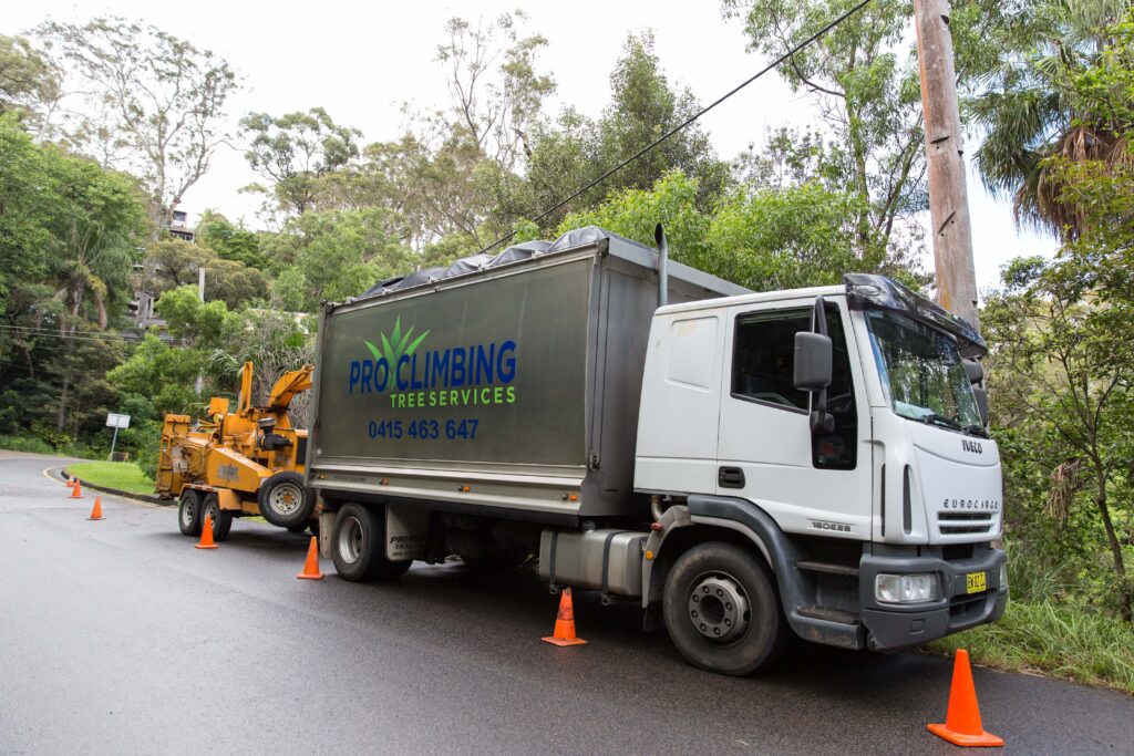 urgent tree services