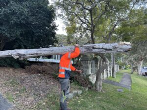 cost of local tree removal