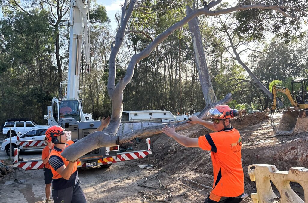 responsible tree lopping
