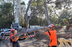 responsible tree lopping