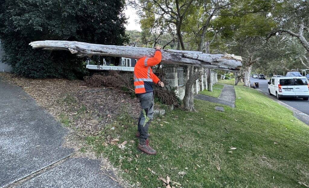 storm-damaged trees removal