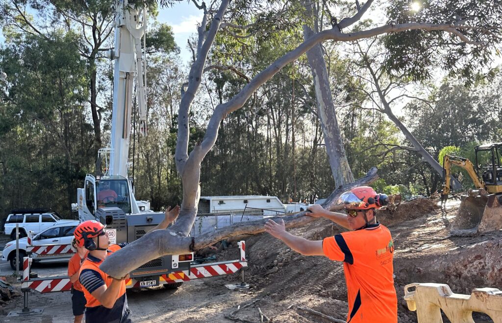 Storm-damaged trees