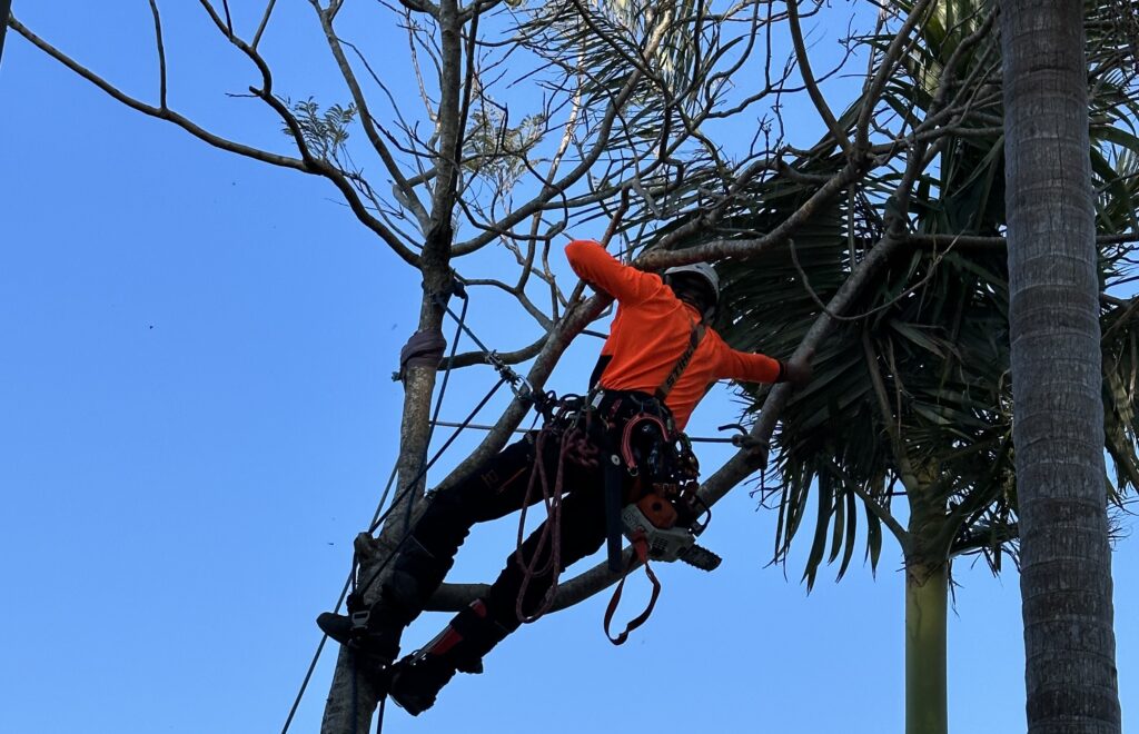 arborist sydney - certified tree expert