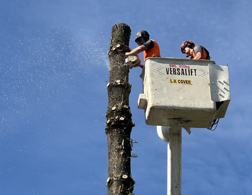 expert tree services Chatswood - tree removal chatswood