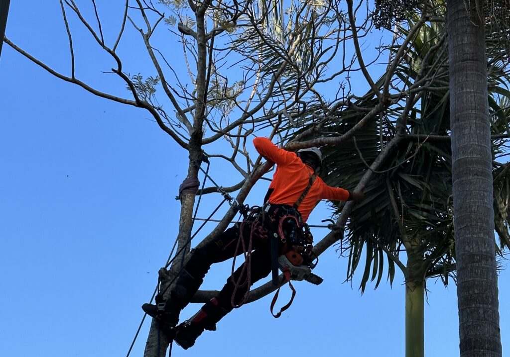 trees-pruning-services-me
