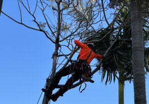 trees-pruning-services-me