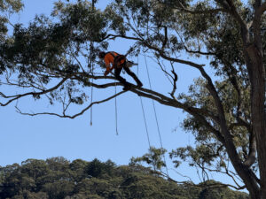 professional tree removal
