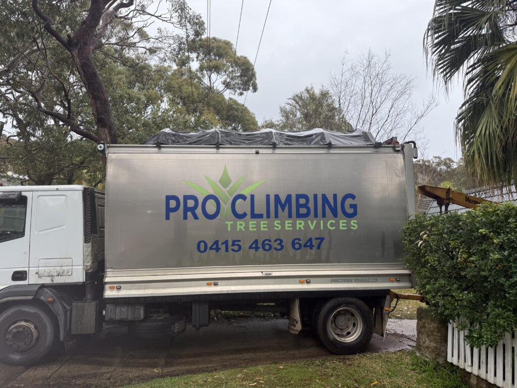 Tree Services Riverview by Pro Climbing Tree Services