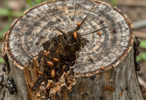 stump grinding for pest control