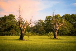 dying tree revival signs