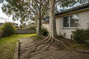 large trees near house with roots damaging foundation and pavement