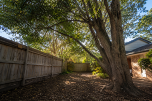 Large backyard tree growing near boundary fence beside suburban home in NSW
