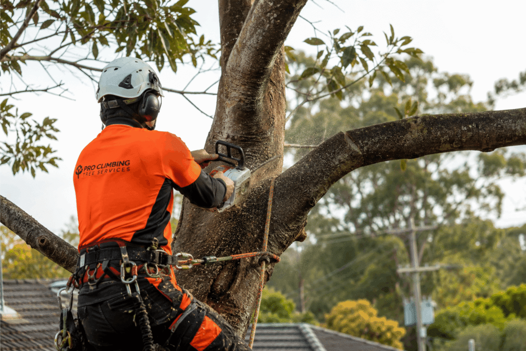 Professional arborist performing safe tree removal in Sydney residential area