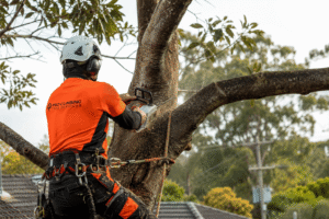 Professional arborist performing safe tree removal in Sydney residential area