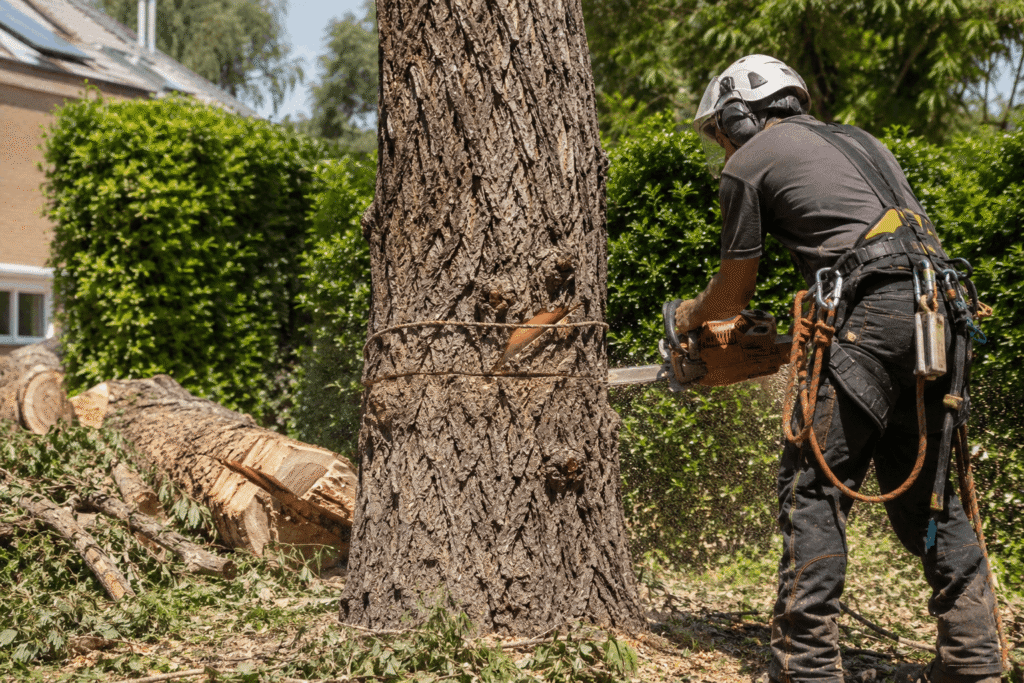 Trees that can be removed without council permission in NSW residential property