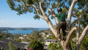 Signs Your Tree Is Dying from the Inside
