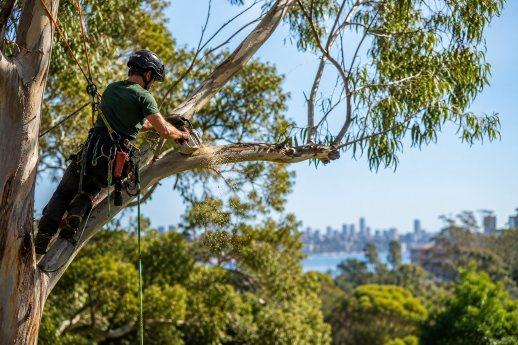 Qualified Arborist in Australia
