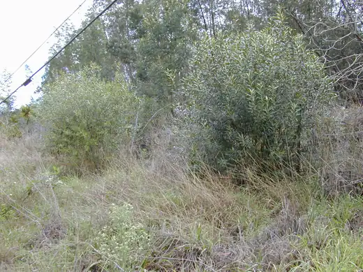 African Olive (Olea europaea subsp. cuspidata) growing in Sydney