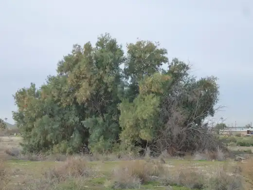 Athel Tree (Tamarix aphylla) growing in Sydney
