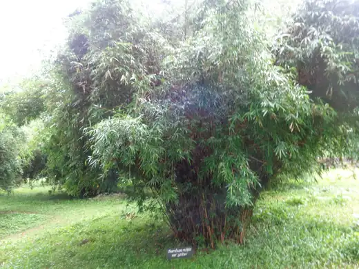 Bamboo (Bambusa and Phyllostachys species) growing in Sydney