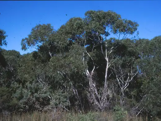 Blackbutt (Eucalyptus pilularis) growing in Sydney