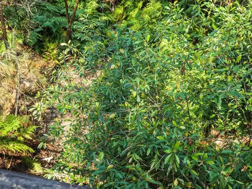 Blueberry Ash (Elaeocarpus reticulatus) growing in Sydney