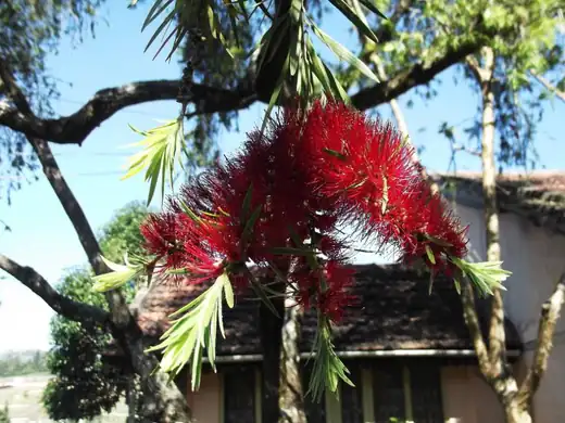 Bottlebrush (Callistemon species) growing in Sydney