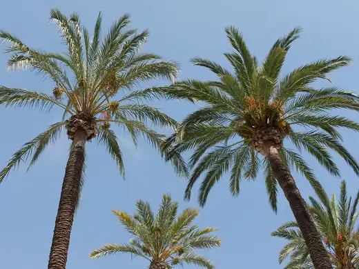 Canary Island Date Palm (Phoenix canariensis) growing in Sydney