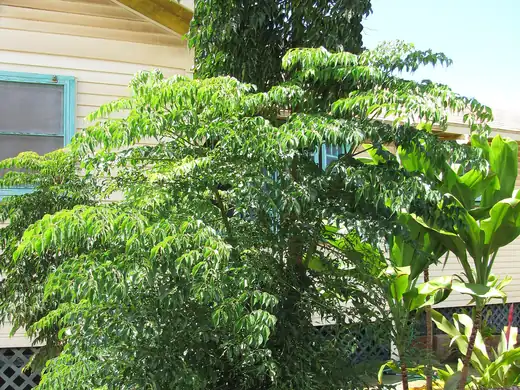 China Doll (Radermachera sinica) growing in Sydney