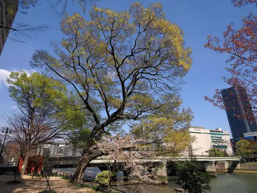 Chinese Hackberry (Celtis sinensis) growing in Sydney