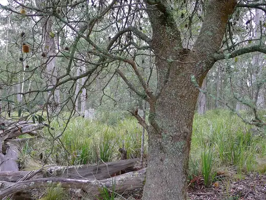 Coastal Banksia (Banksia integrifolia) growing in Sydney