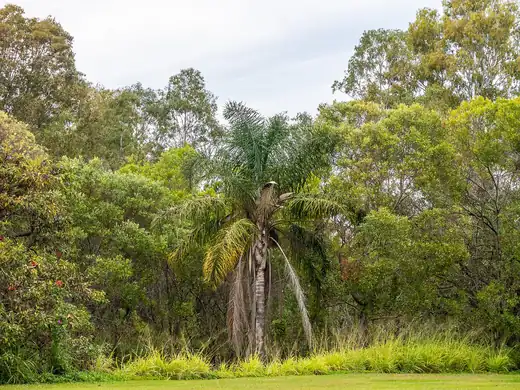 Cocos Palm (Syagrus romanzoffiana) growing in Sydney